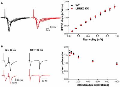 Endogenous Leucine-Rich Repeat Kinase 2 Slows Synaptic Vesicle Recycling in Striatal Neurons